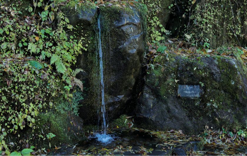 森林浴やトレッキングも楽しめる写真6