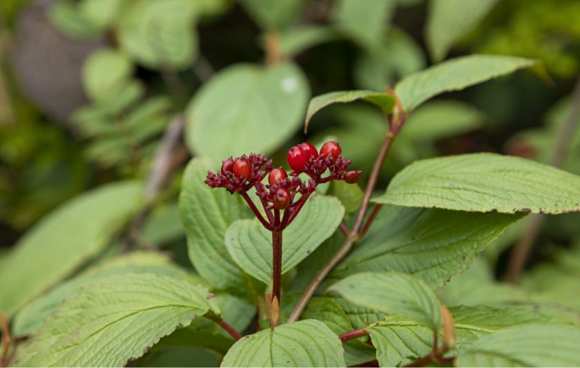 森林浴やトレッキングも楽しめる写真5