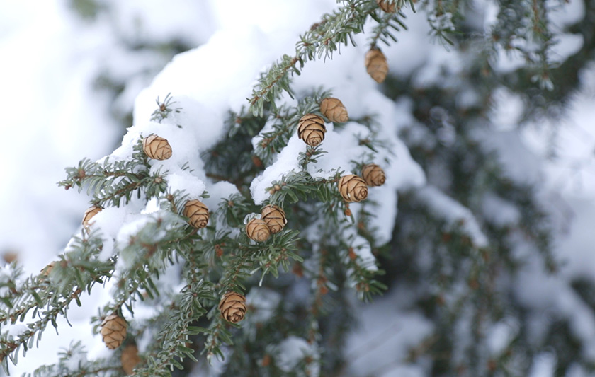 静寂の森で癒しを感じる 写真3