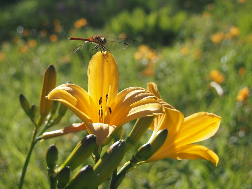 イメージ：植物・花