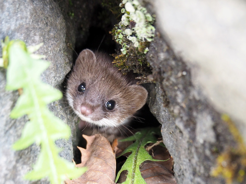 イメージ：虫・鳥・動物
