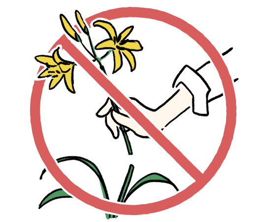 イメージ：生き物や植物を捕まえたり持ち帰らないで