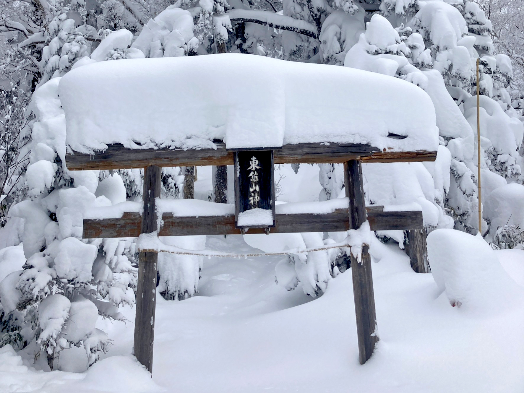 東館山頂へ下見に行きました