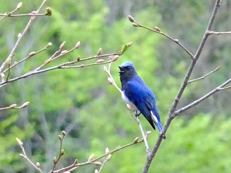志賀高原の野鳥