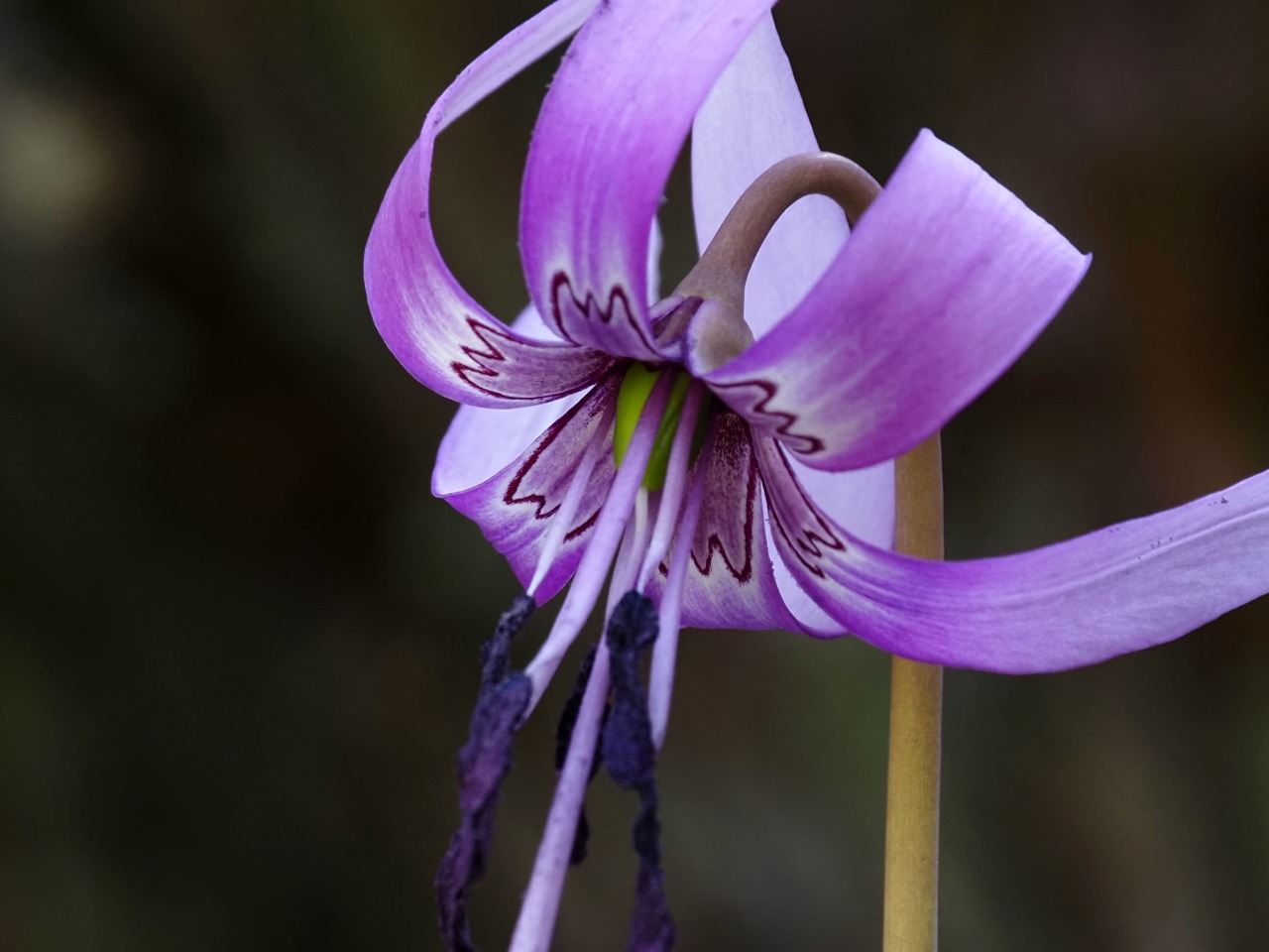 カタクリ/Dogtooth violet