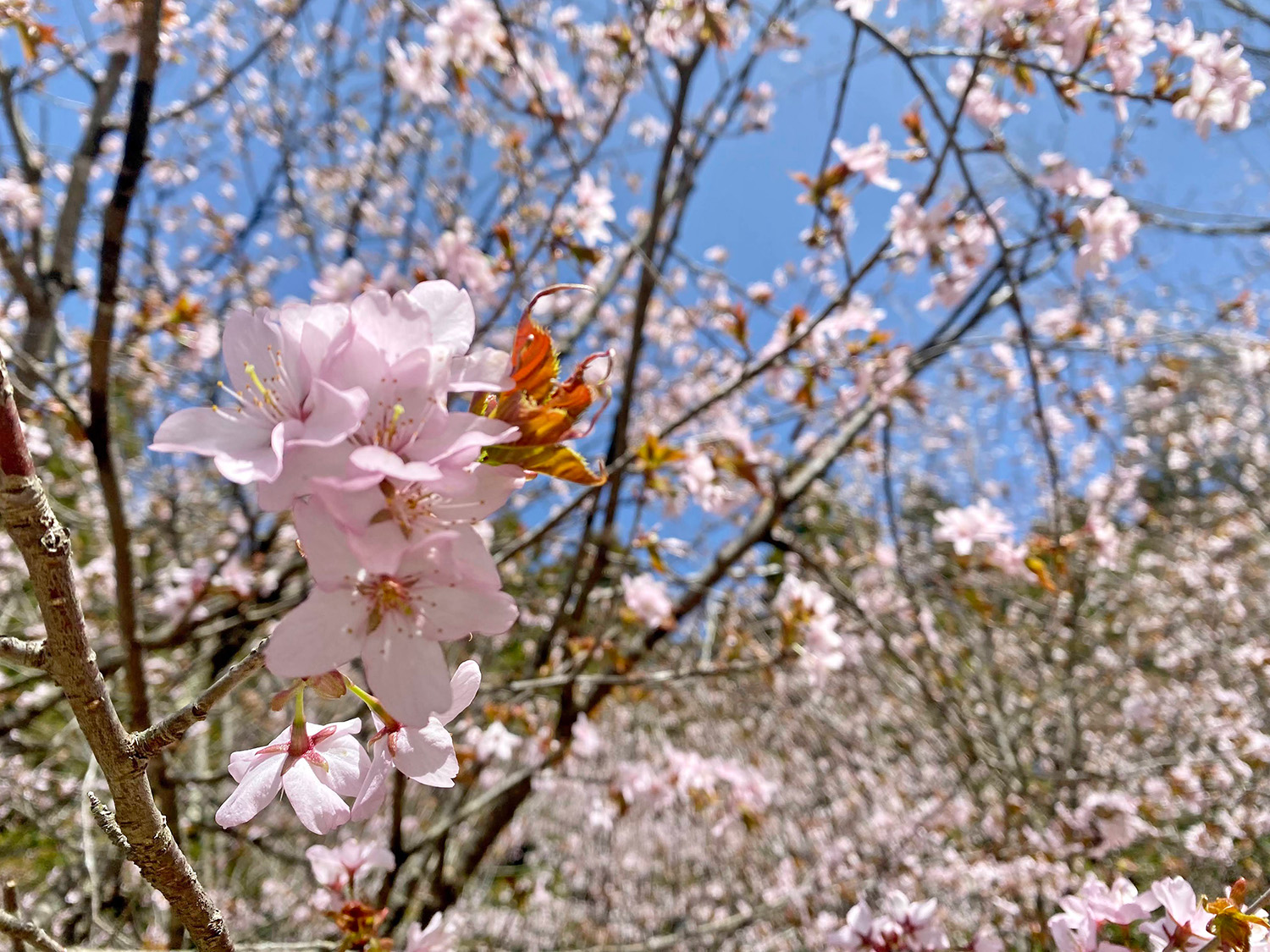ヤマザクラ/Japanese mountain cherry