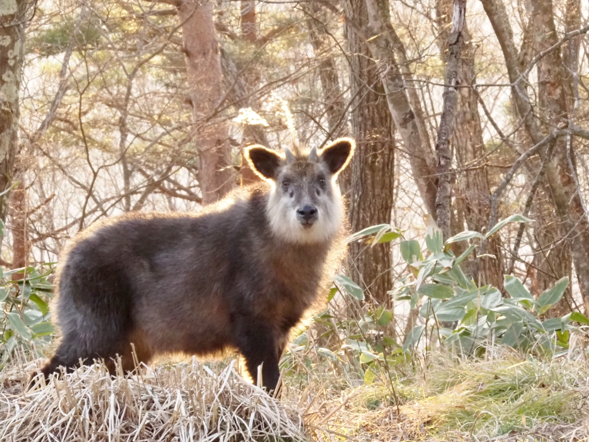 ニホンカモシカ　Japanese serow