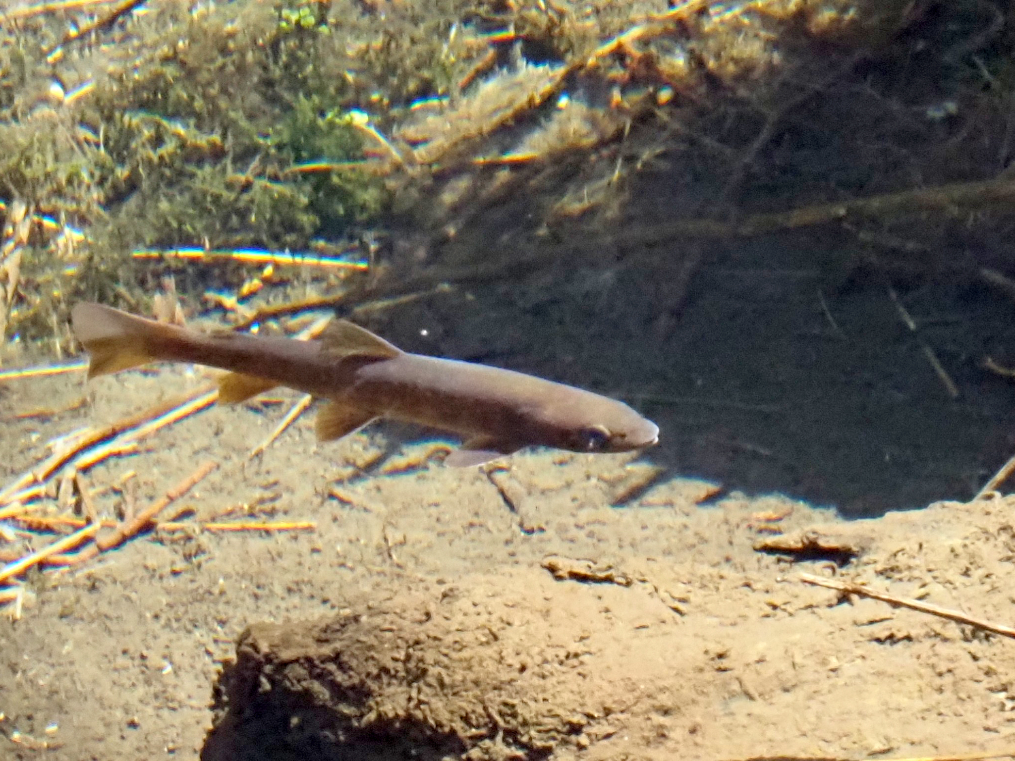 ヤマトイワナ　Salvelinus leucomaenis japonicus