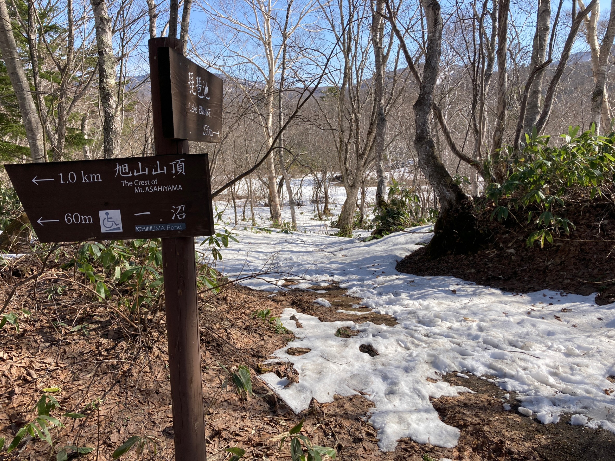 サンシャイントレイル・旭山コース状況