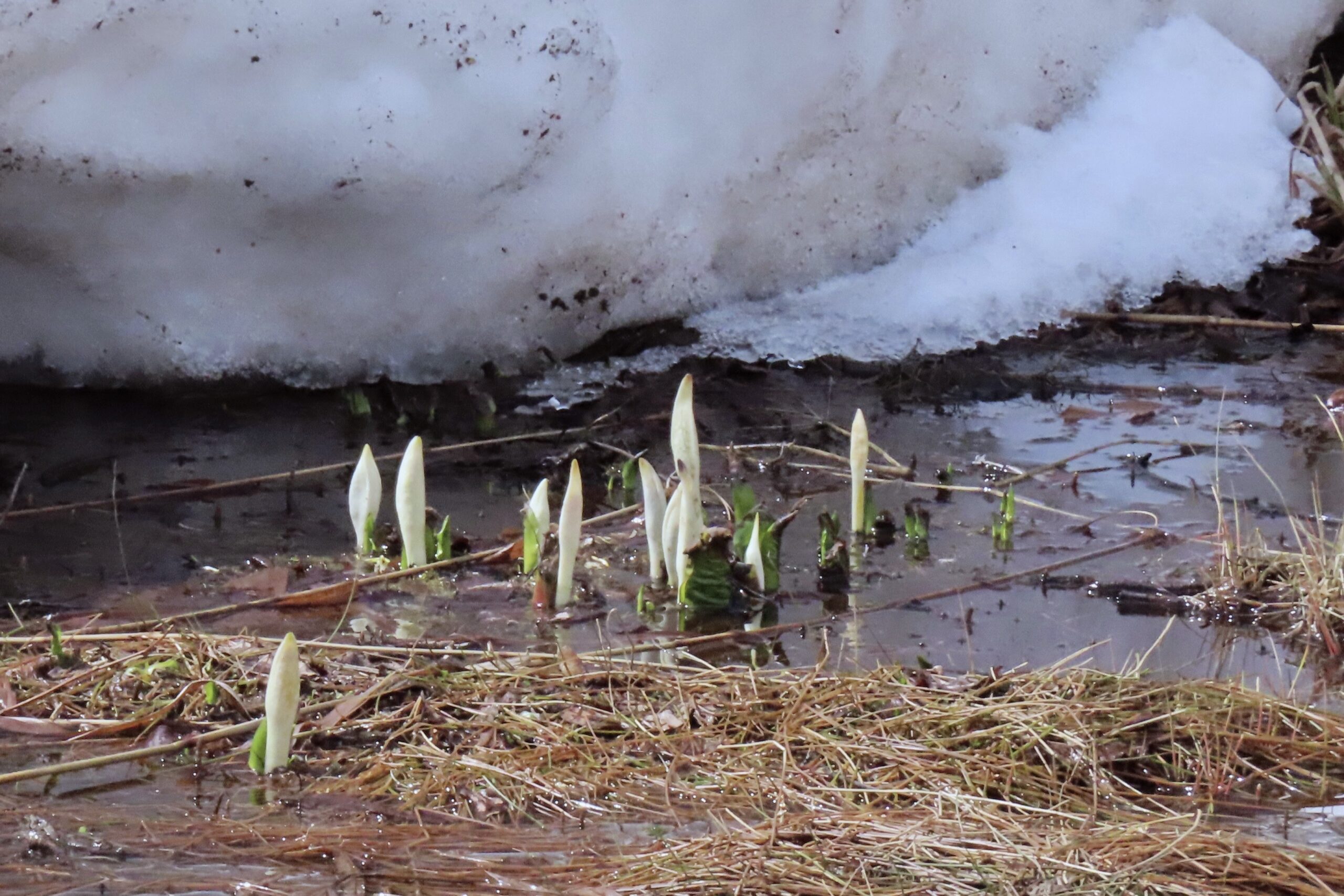 水芭蕉/skunk cabbage