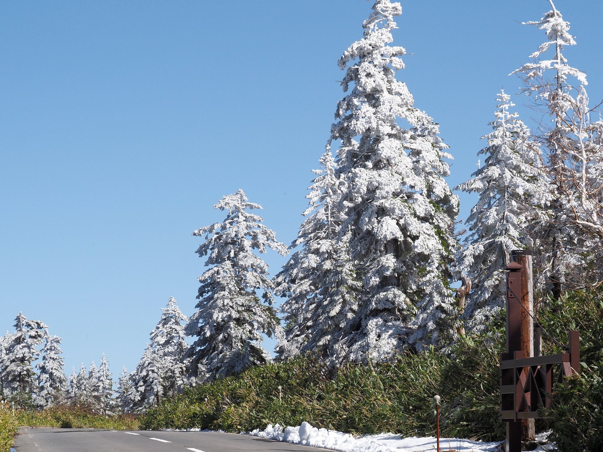 季節外れの雪/Unseasonal snow