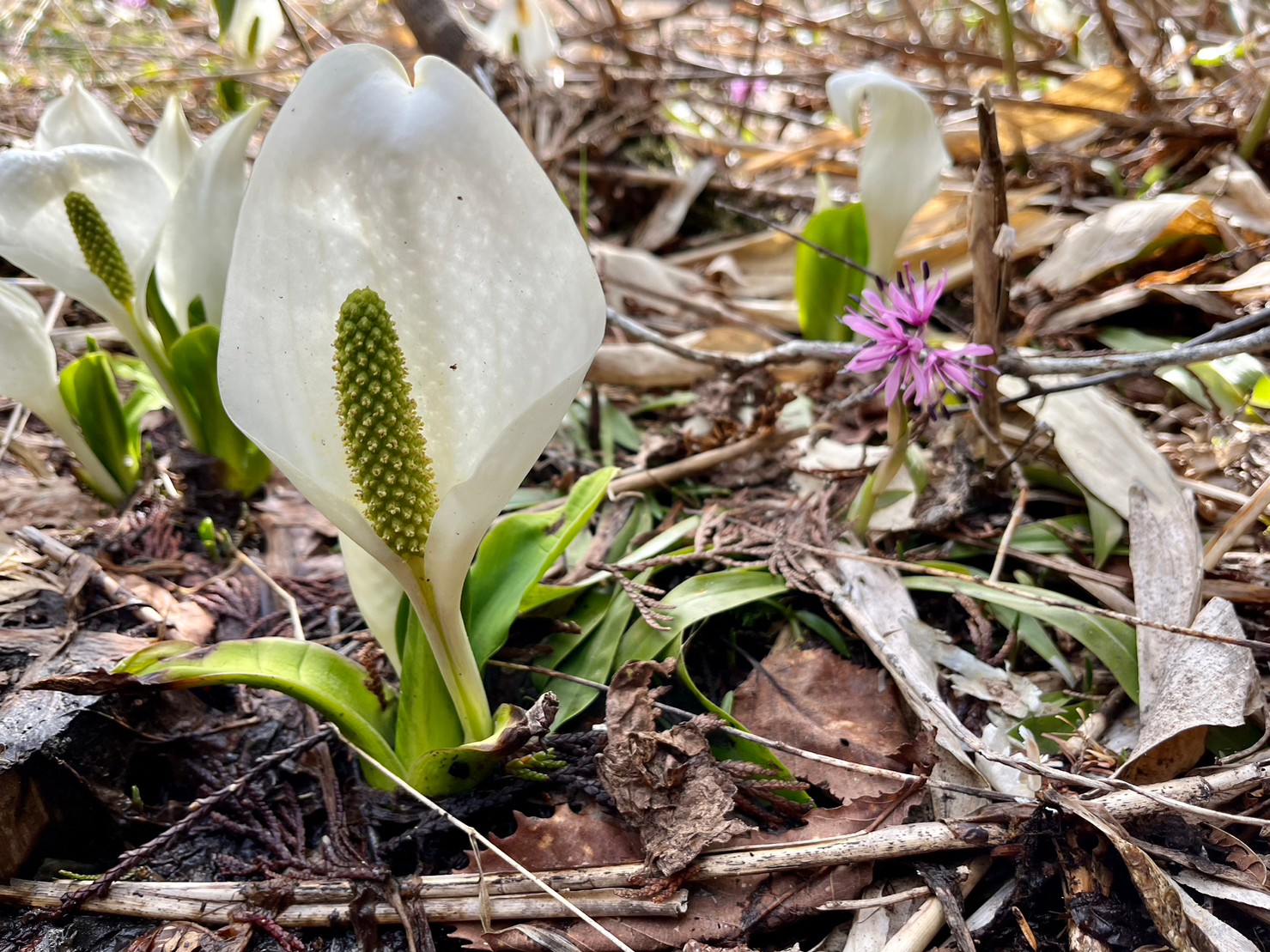 咲き始めた植物達/Blooming plants