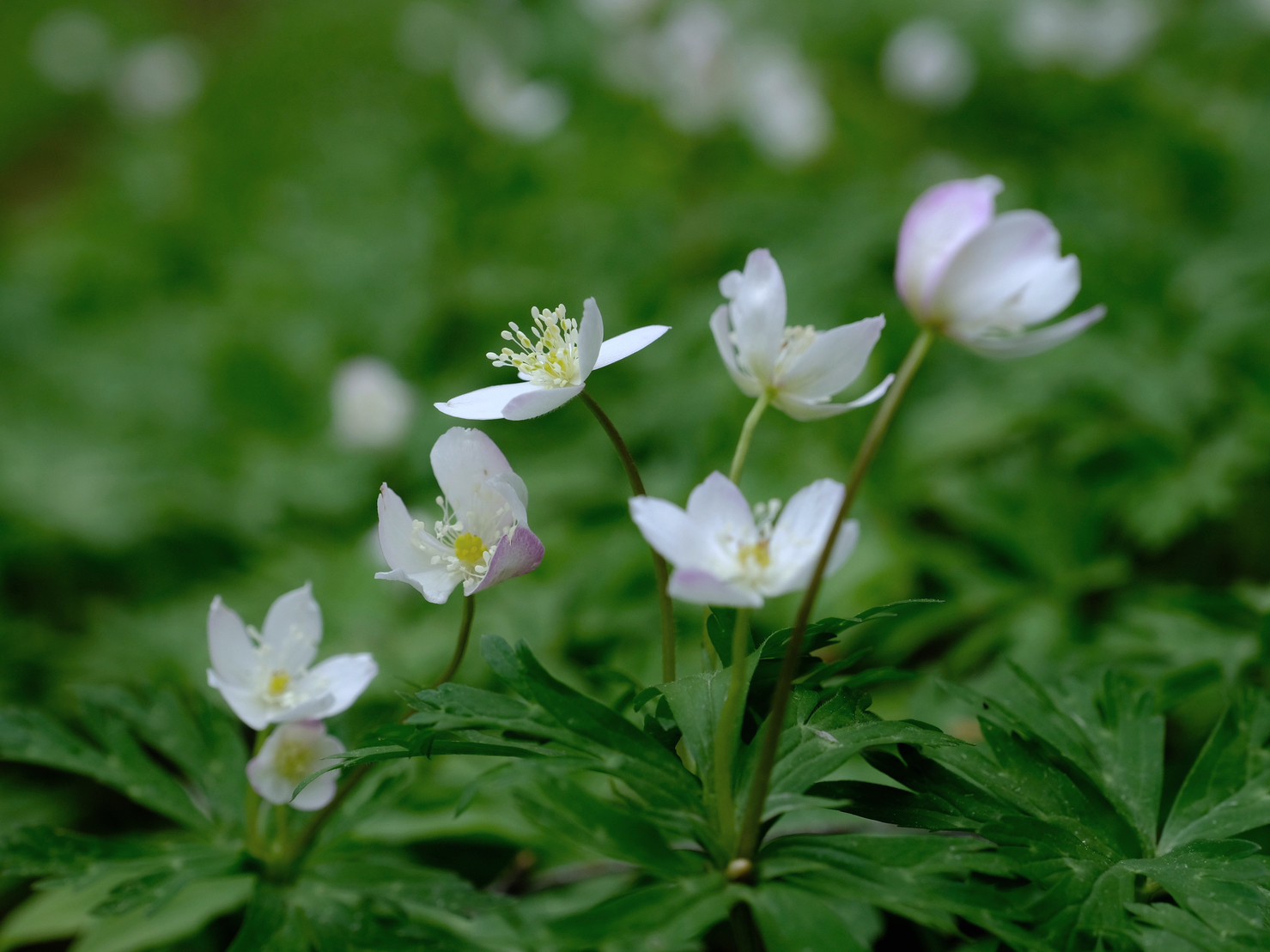 ニリンソウ/wind flower