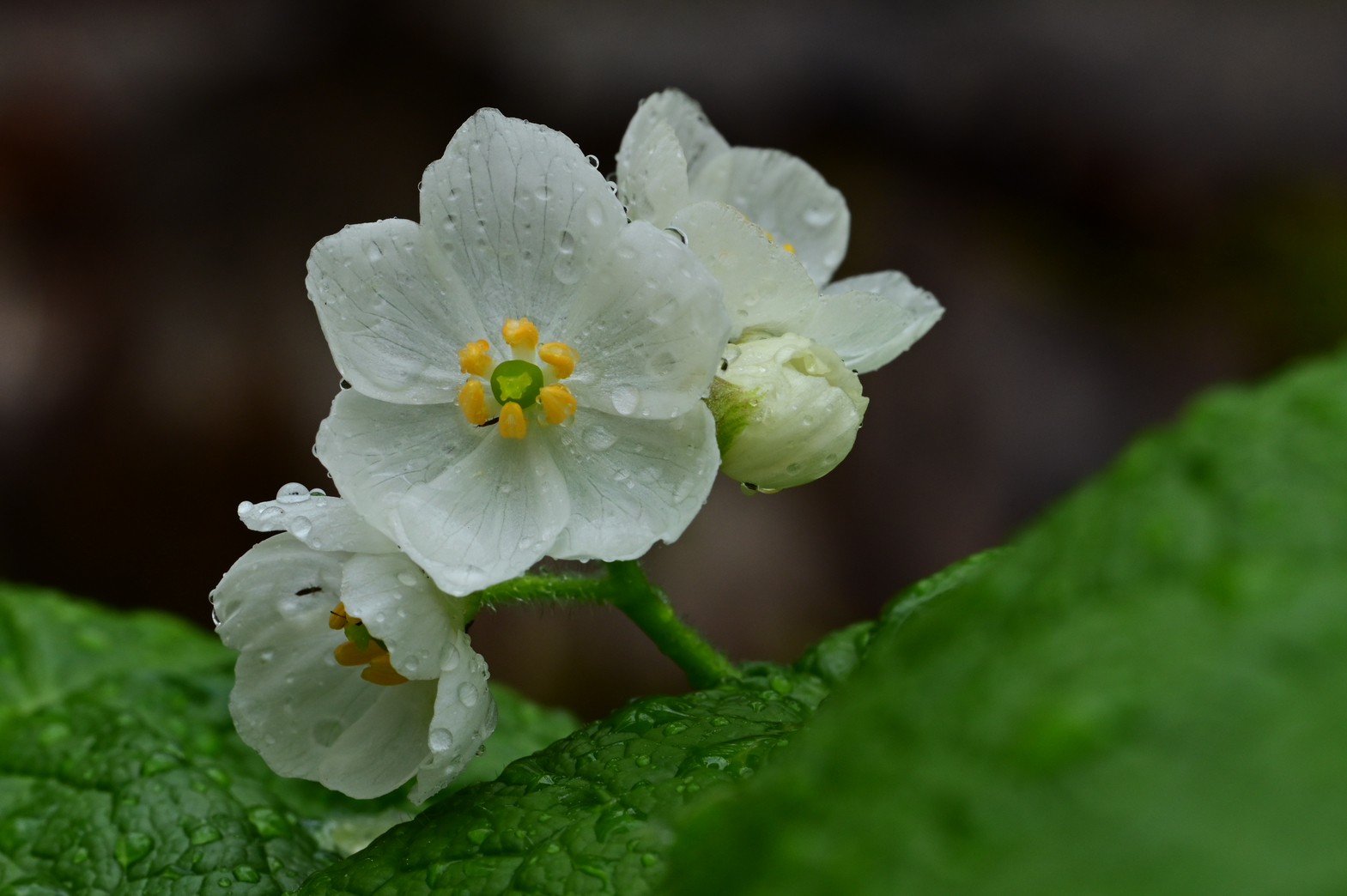 咲き始めた花々/Blossoming flowers have started.