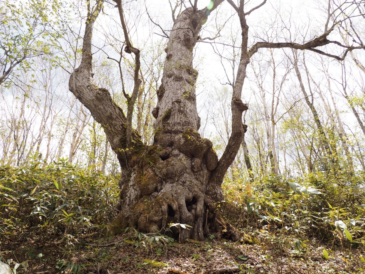 5/20トレッキングコース状況①/Trail Conditions