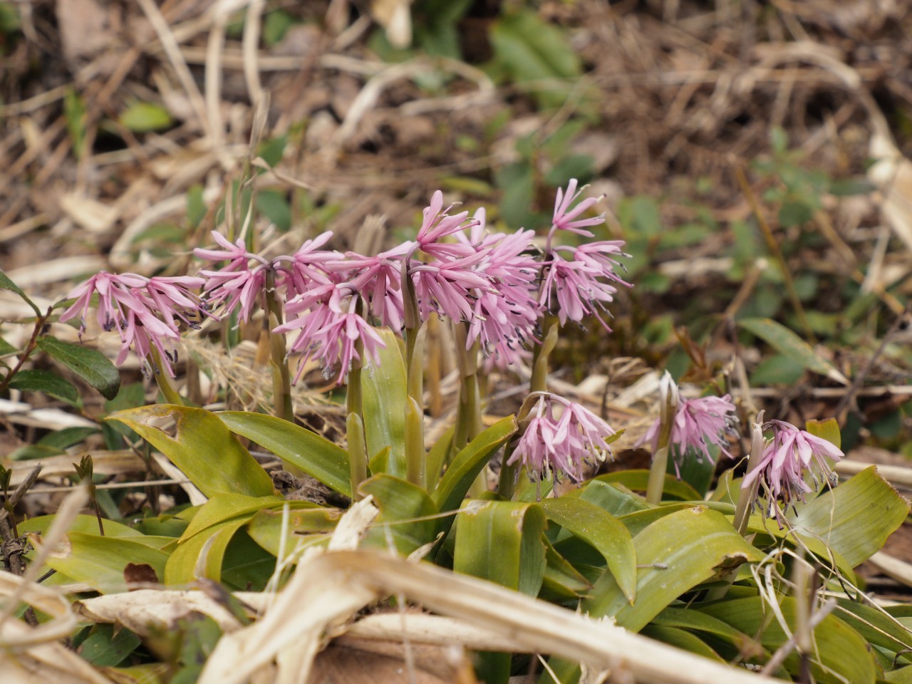 5/27トレッキングコース状況/Trail Conditions