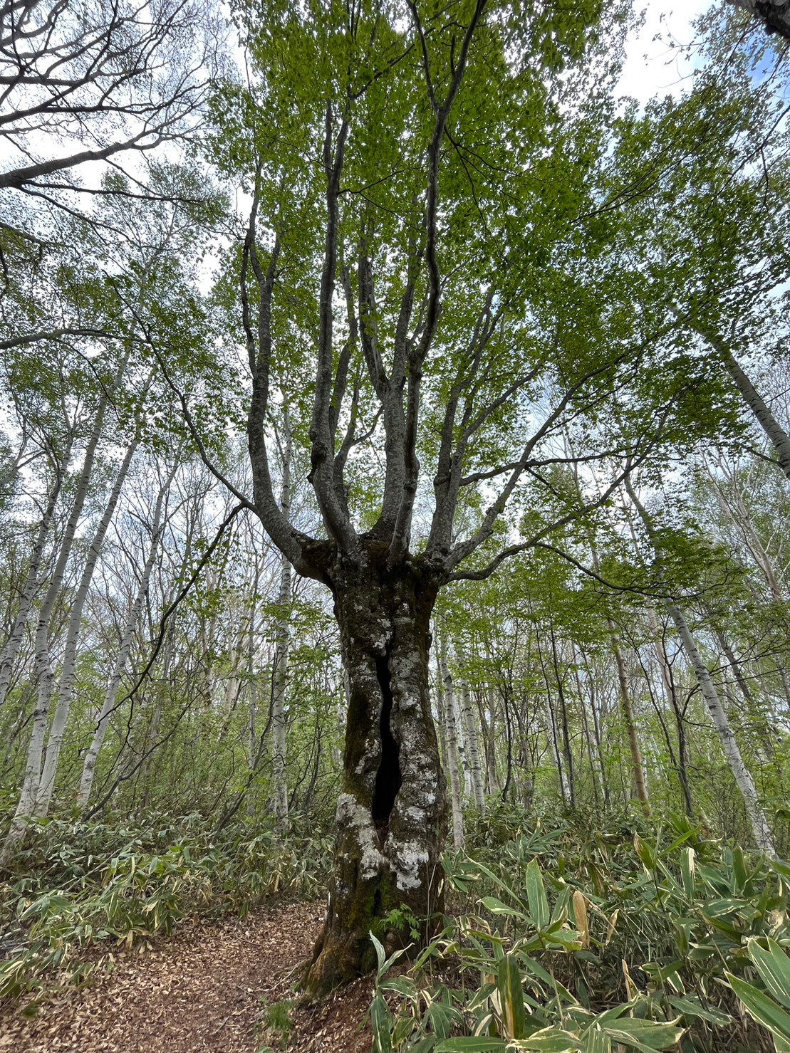5/20トレッキングコース状況③/Trail Conditions