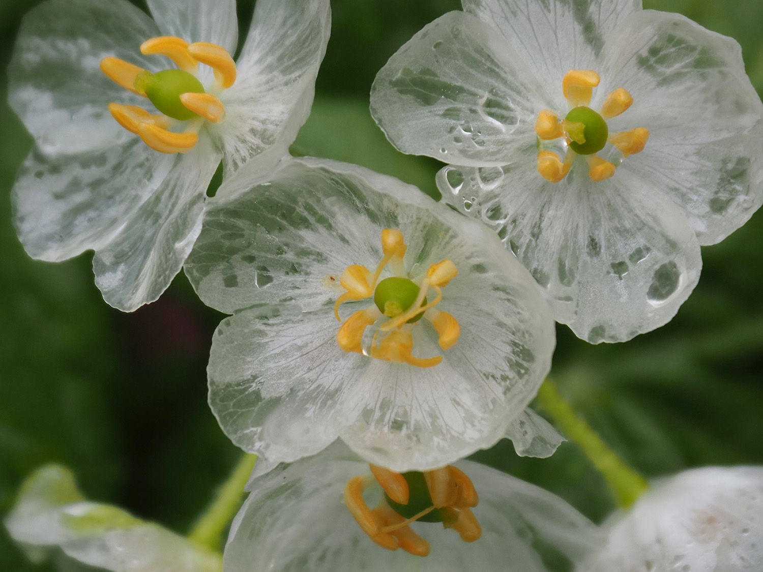 サンカヨウ/umbrella leaf