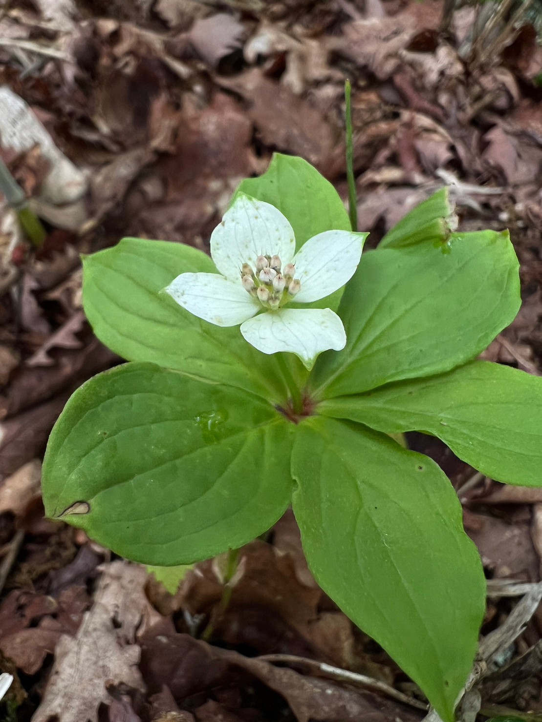 サンシャイントレイル/Sunshinetrail course