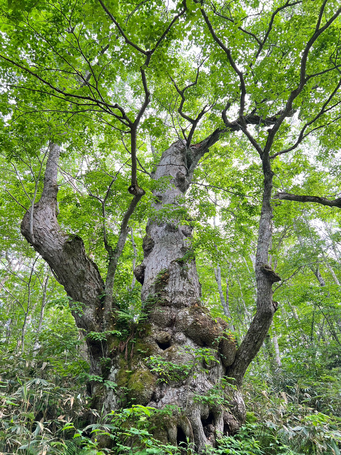 しなの木コース/Shinanoki Course