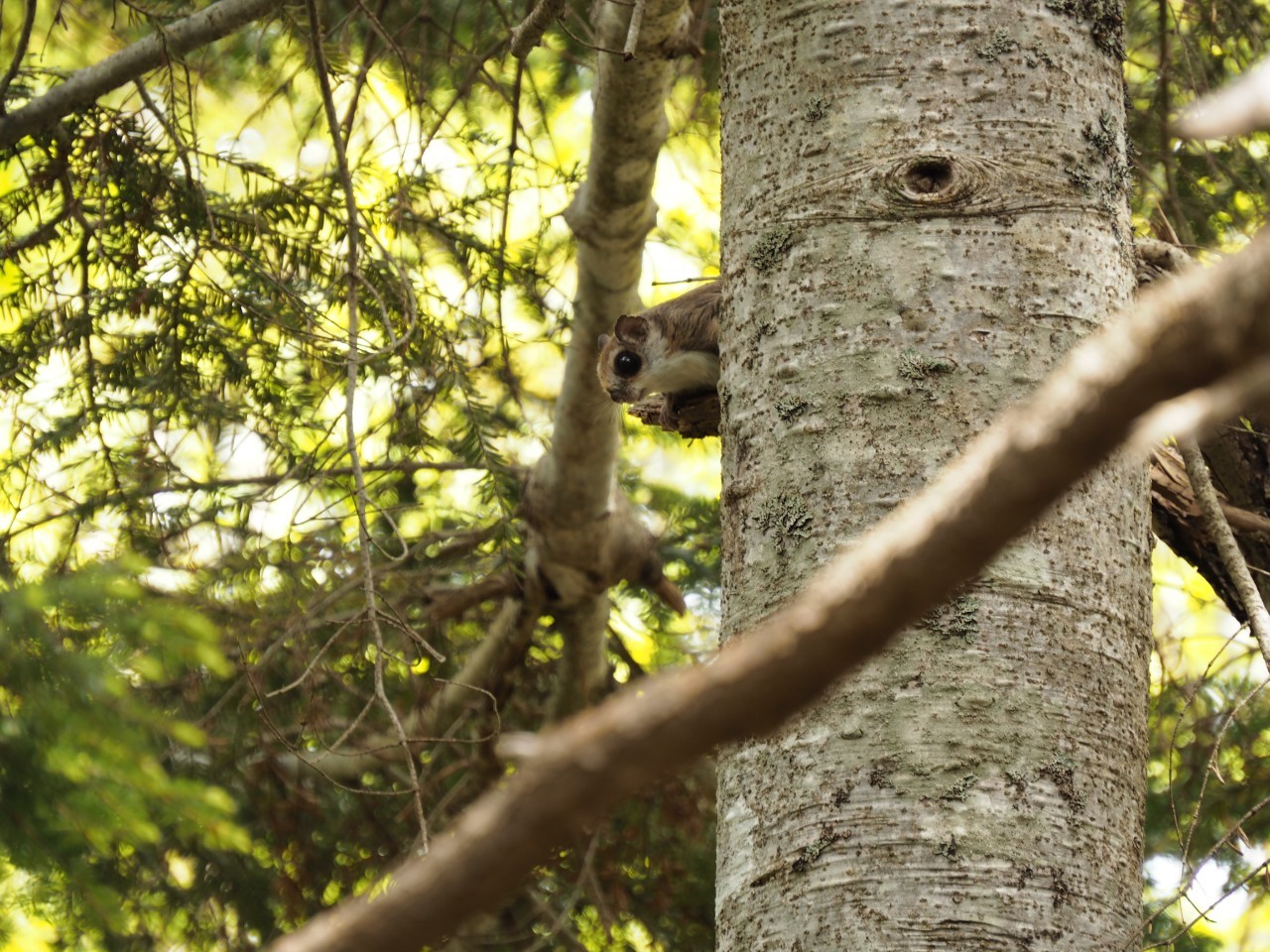 モモンガ/Japanese dwarf flying squirrel