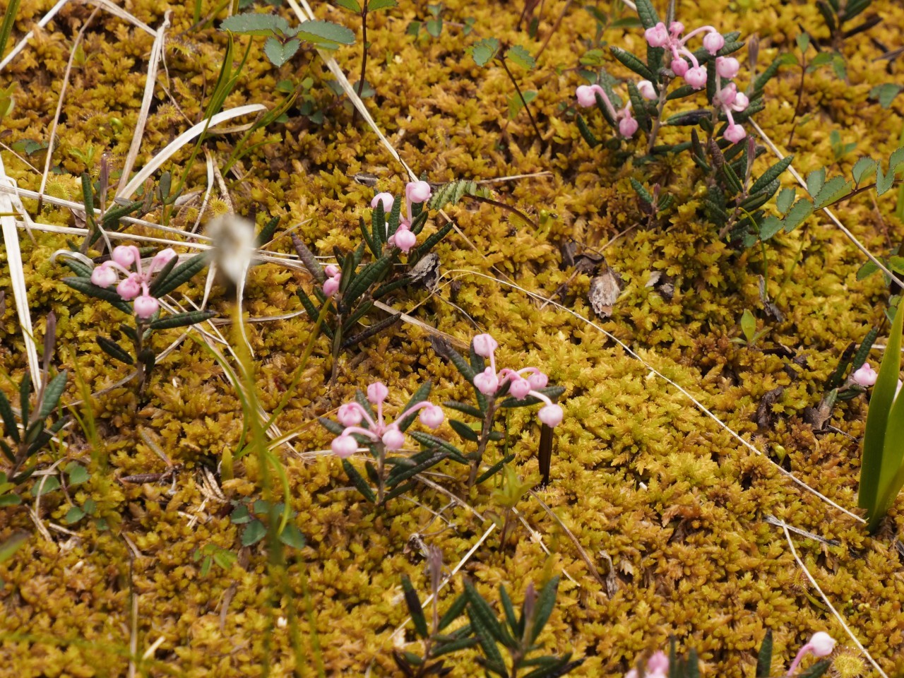 四十八池湿原/Shijuhachi-ike Wetland