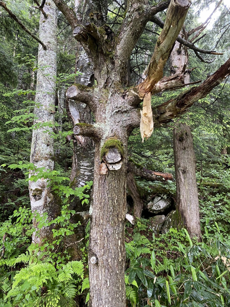雨の自然探勝コース/Nature Trekking in the Rain