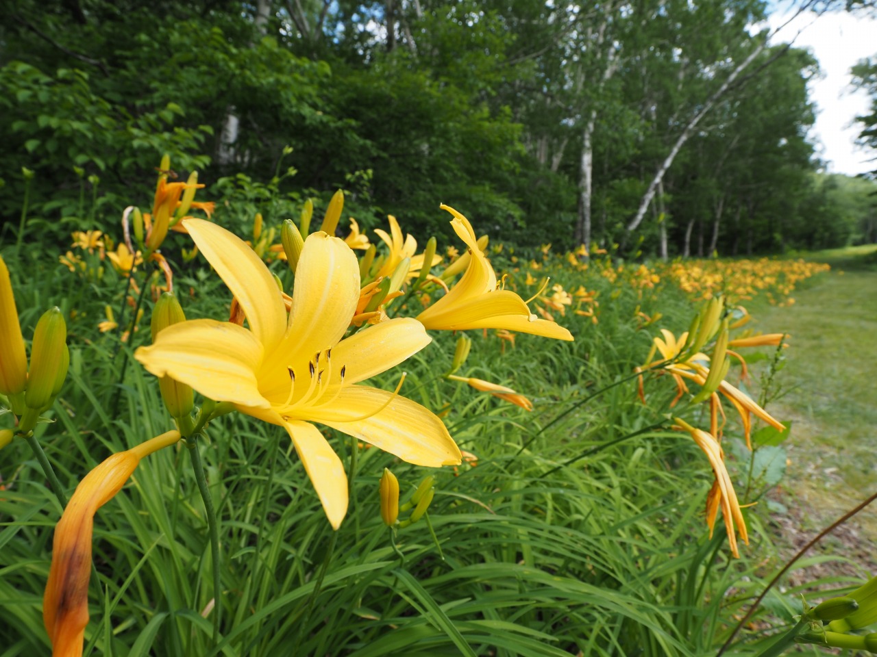 ニッコウキスゲ/Daylily