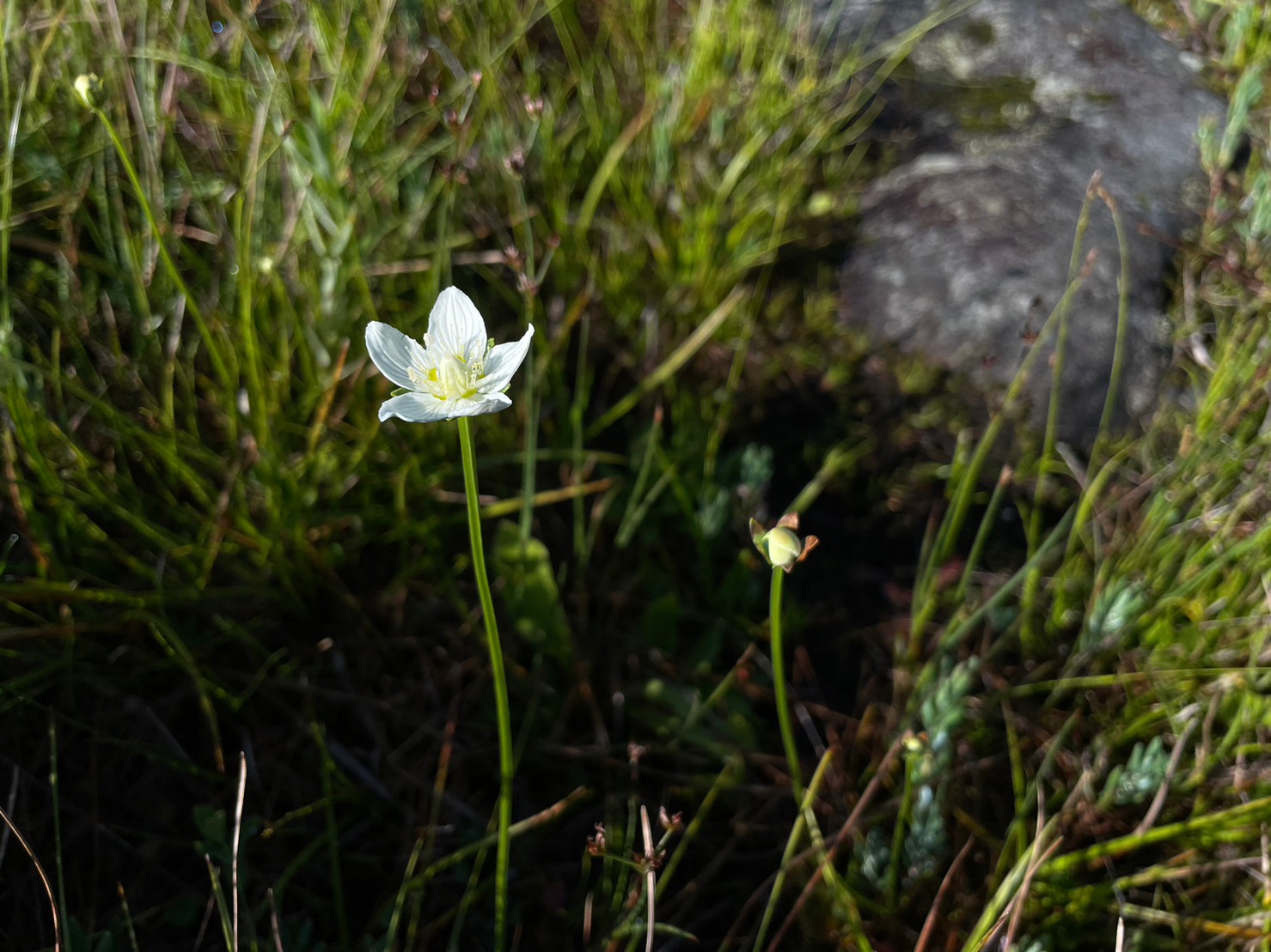 田ノ原湿原/Tahara Wetland