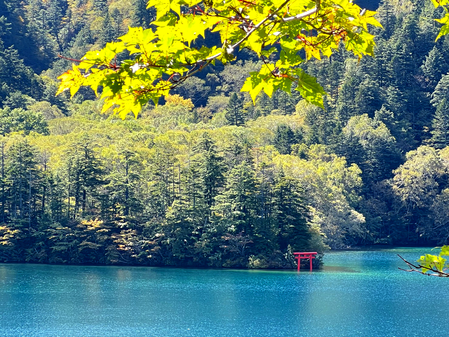 10月3日紅葉情報/October 3rd Fall Foliage Update