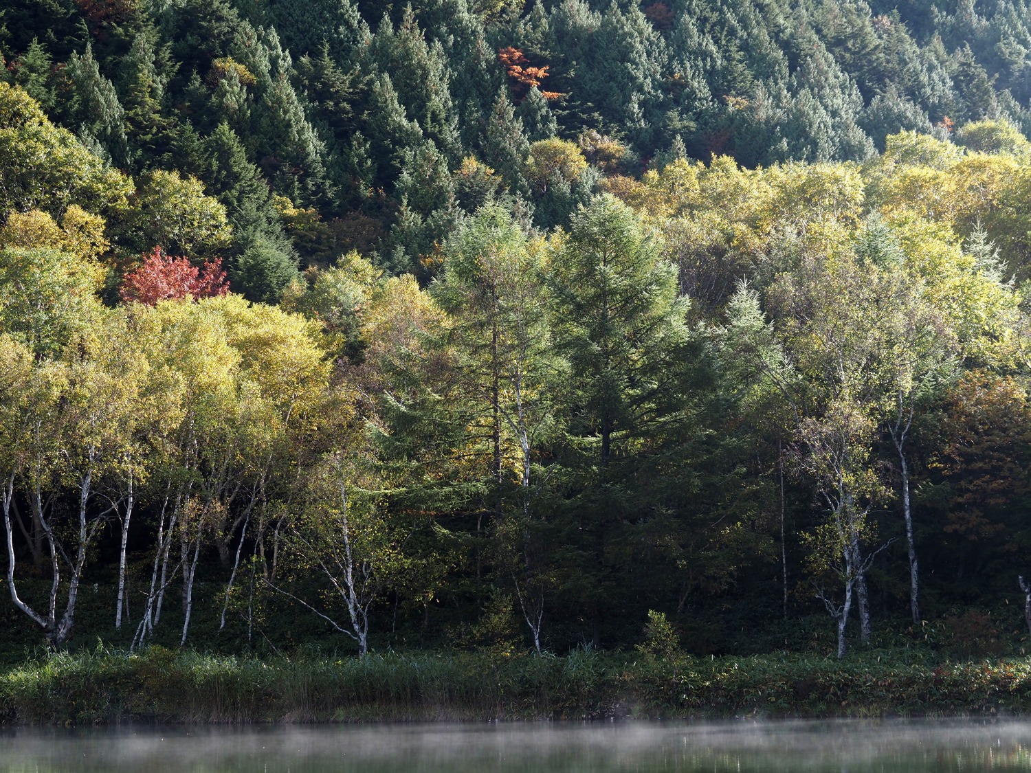 10月12日紅葉情報/October 12th Fall Foliage Update