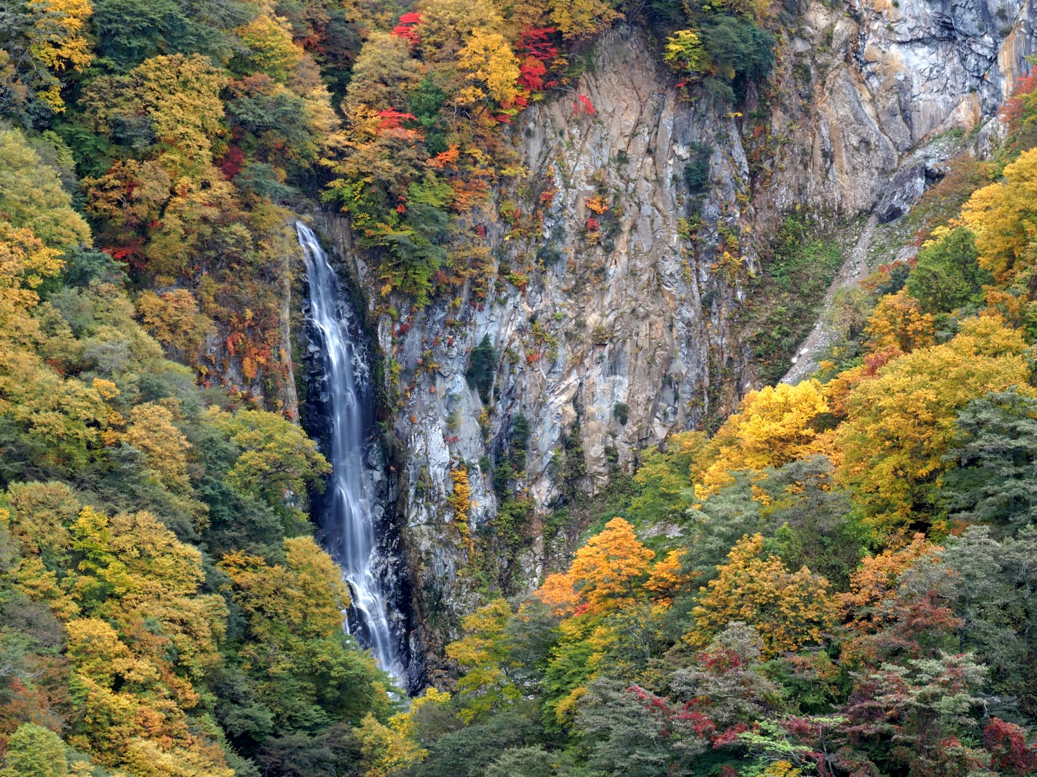 10月20日紅葉情報/October 20th Fall Foliage Update