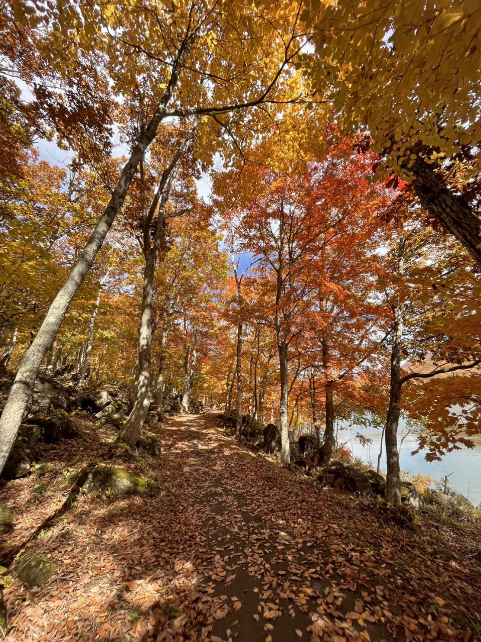 10月23日紅葉情報/October 23th Fall Foliage Update