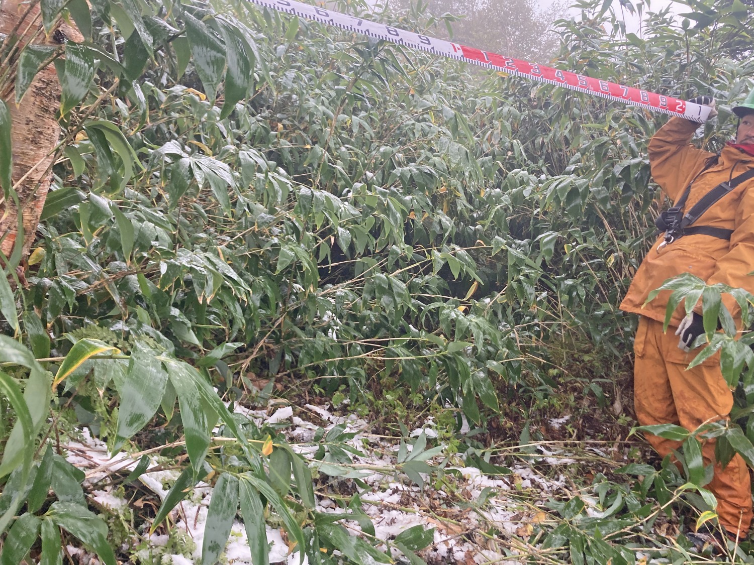 岩菅山-切明縦走路刈払い作業進捗状況Vol.2/Brush-Clearing Progress Report for Mt.Iwasuge to Kiriake-onsen Trail