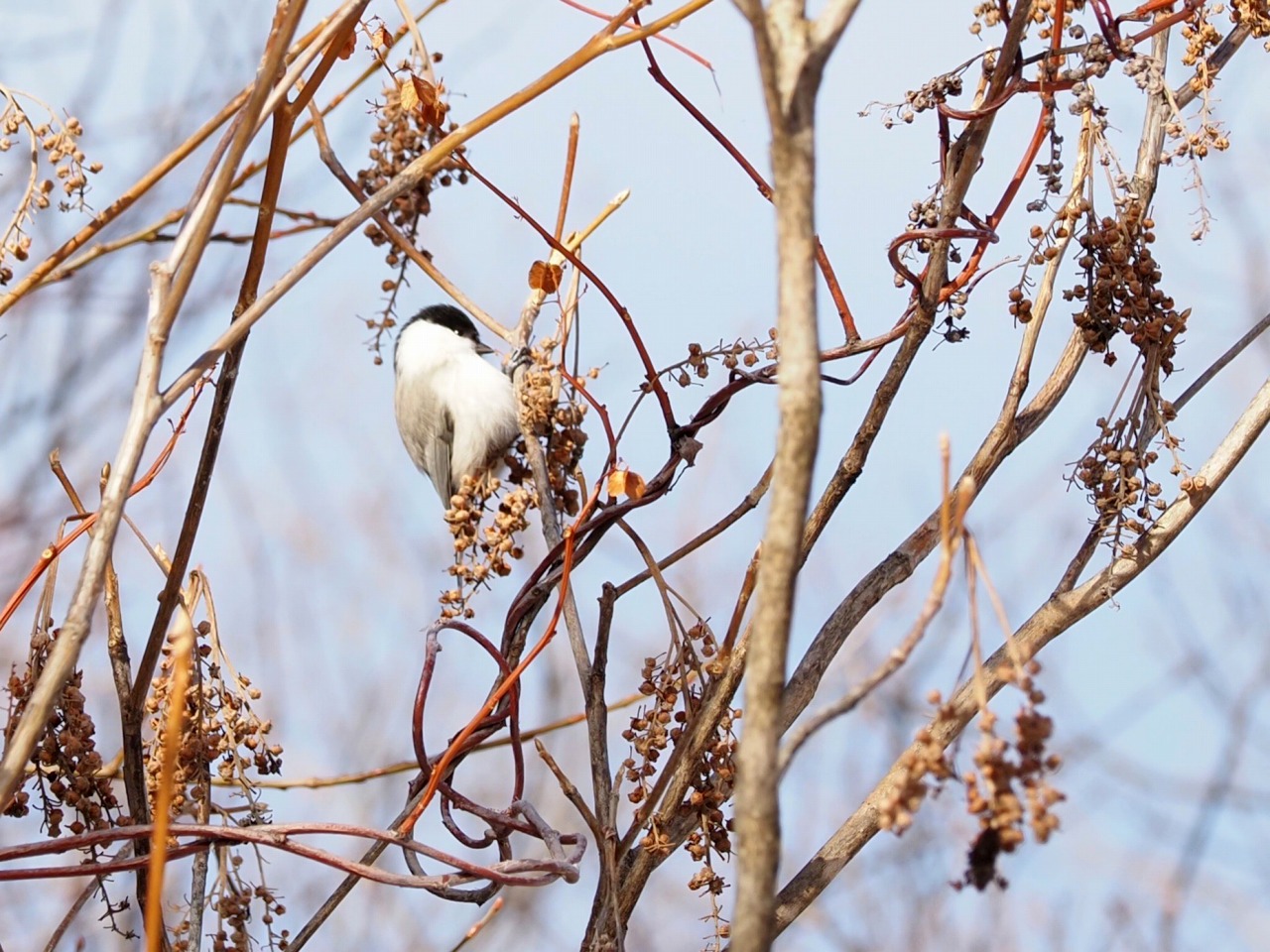野鳥観察/Bird Watching