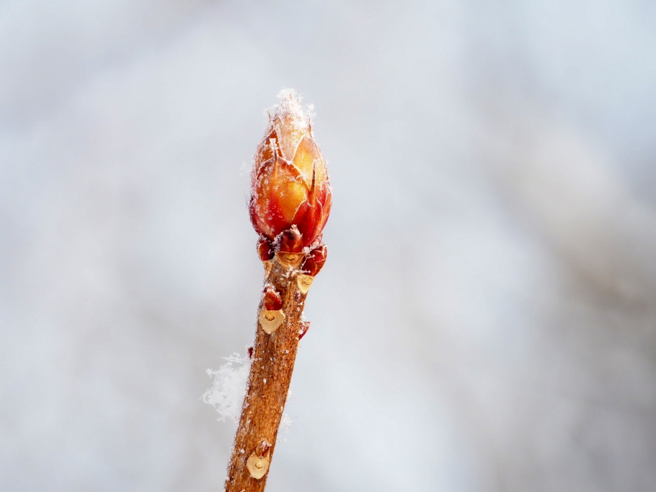 新雪/Fresh snowfall