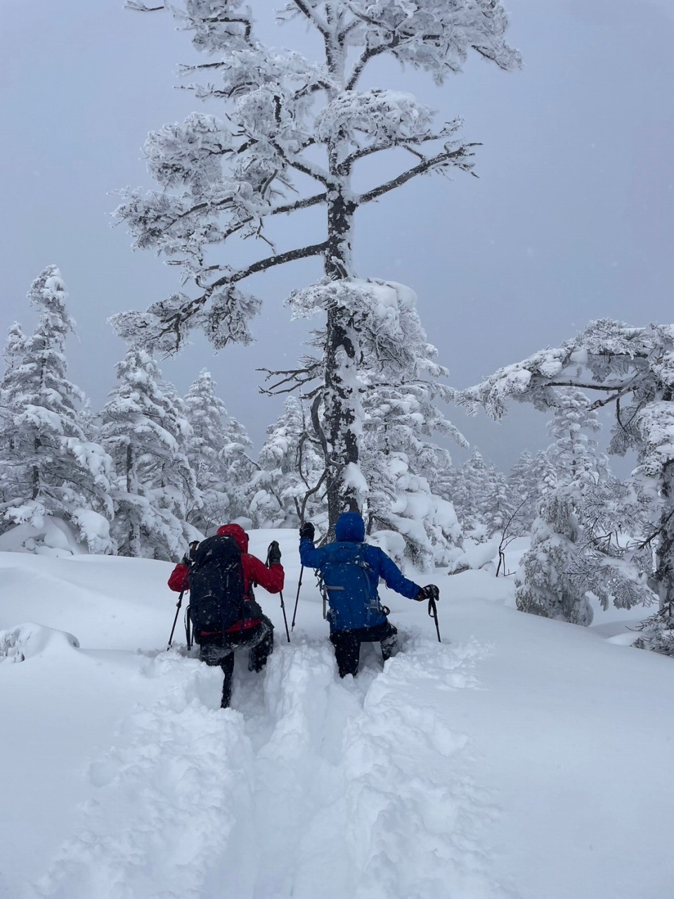 焼額山/Mt.Yakebitai