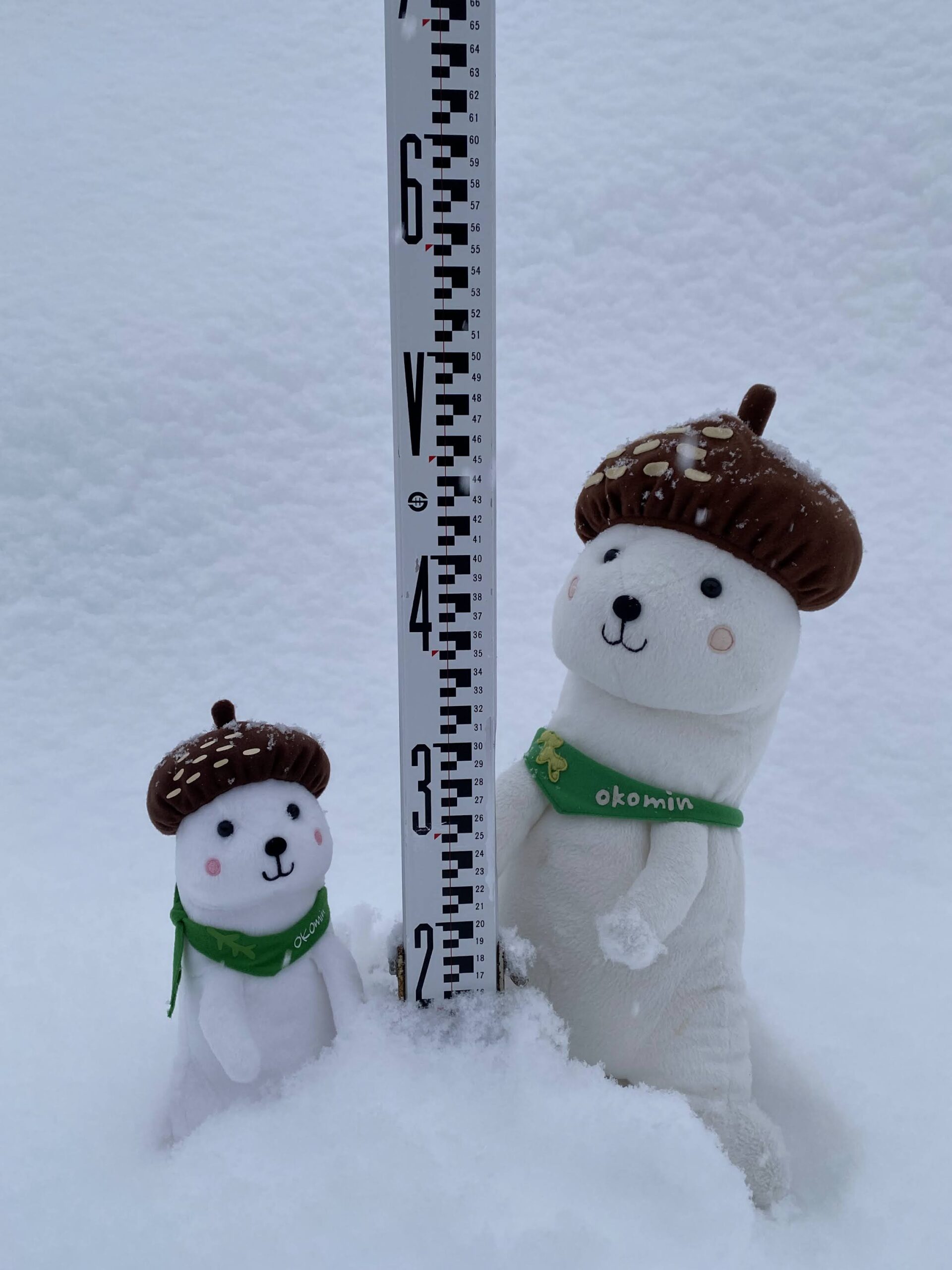 今年の降雪の推移について/ Regarding the trend of snowfall this year