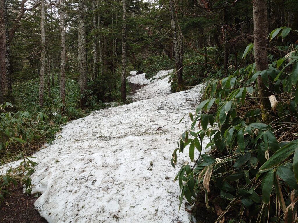 Path Conditions 遊歩道状況/Walking path conditions | 自然トピックス | 志賀高原ビジターセンター