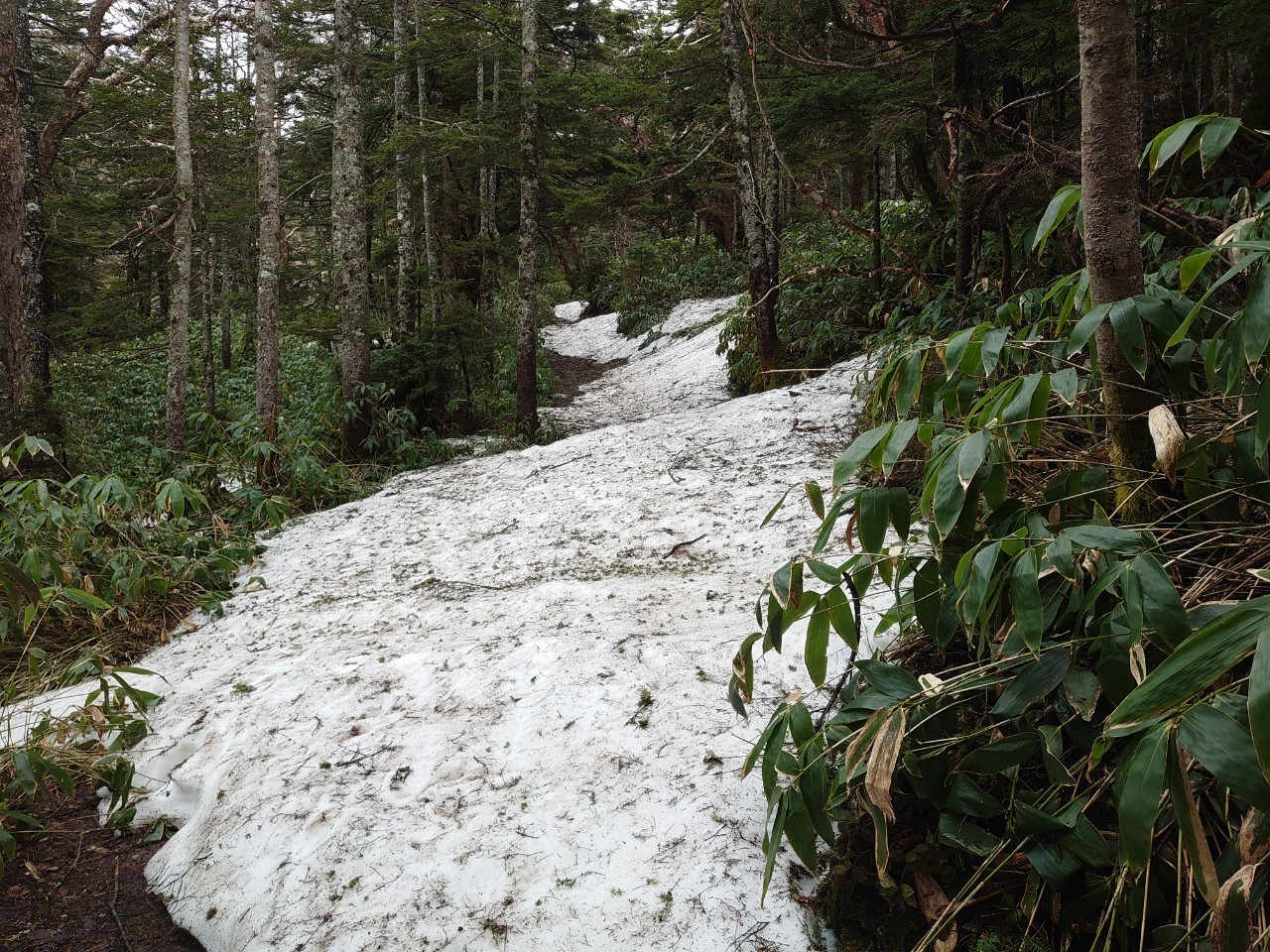 遊歩道状況/Walking path conditions