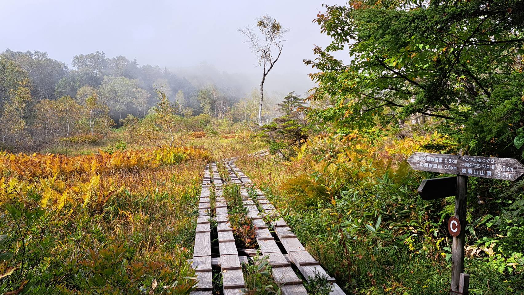 9月29日紅葉情報/September 29 Fall Foliage Update