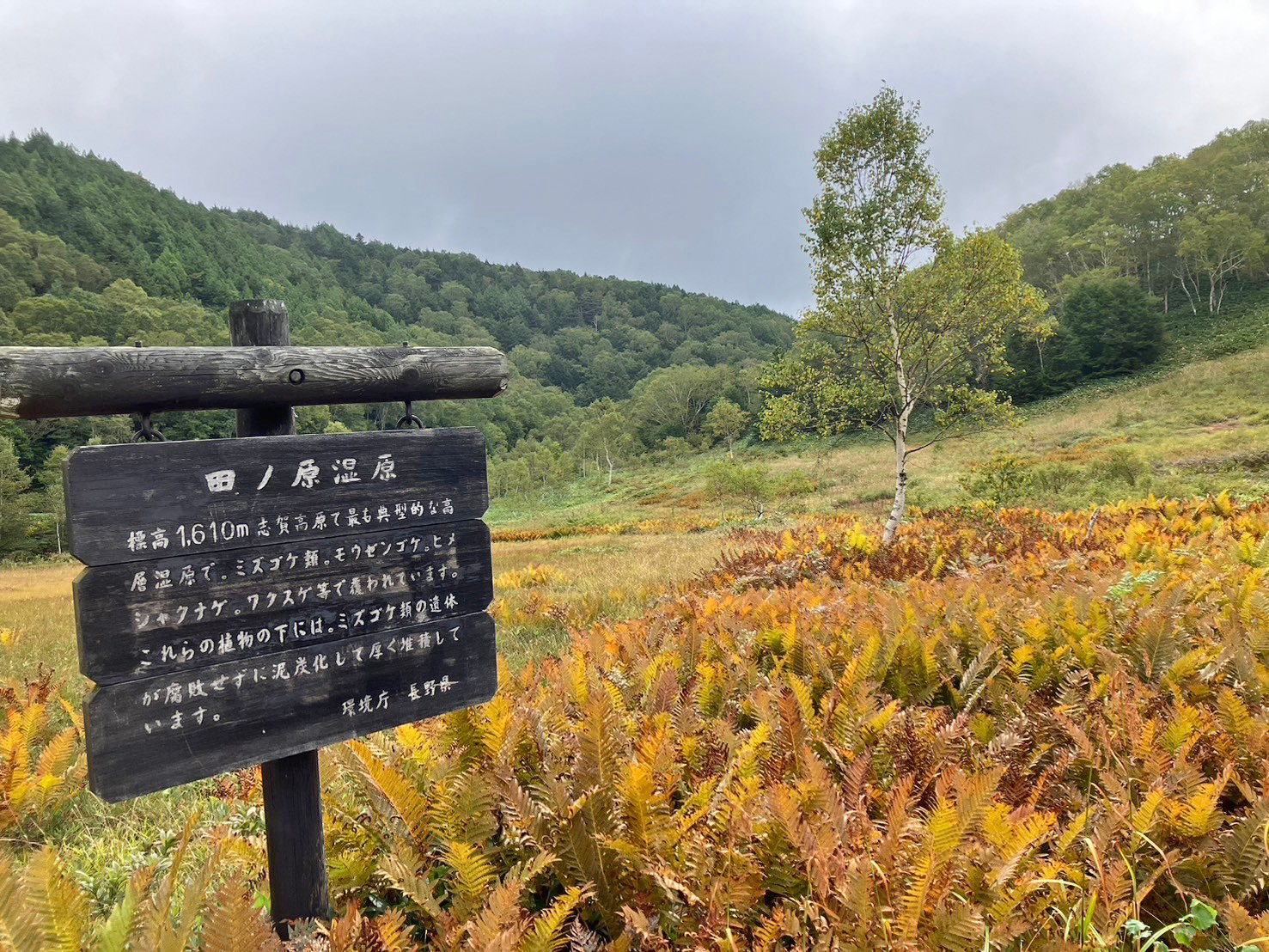 9月28日紅葉情報/September 28 Fall Foliage Update