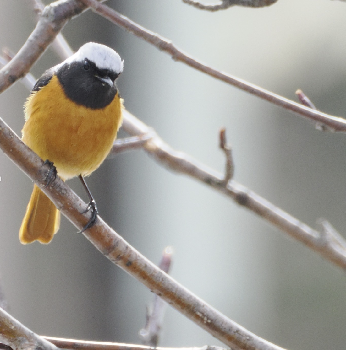 春の気配/Signs of Spring