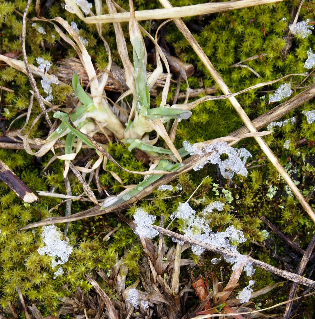 春の雪/Spring Snow