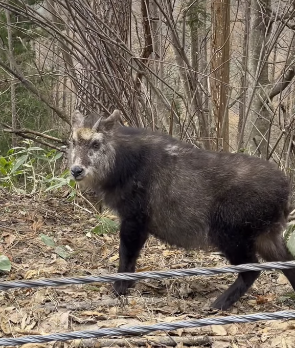 カモシカ/A Serow Sighting