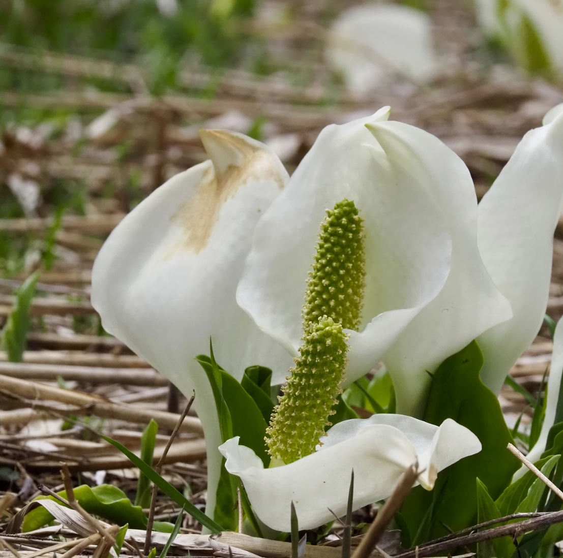 5月18日ミズバショウ状況