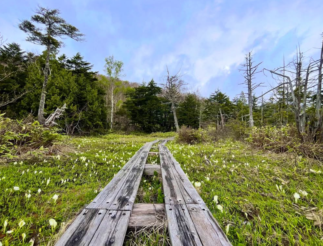 5月22日　ハイキングコース＆花状況