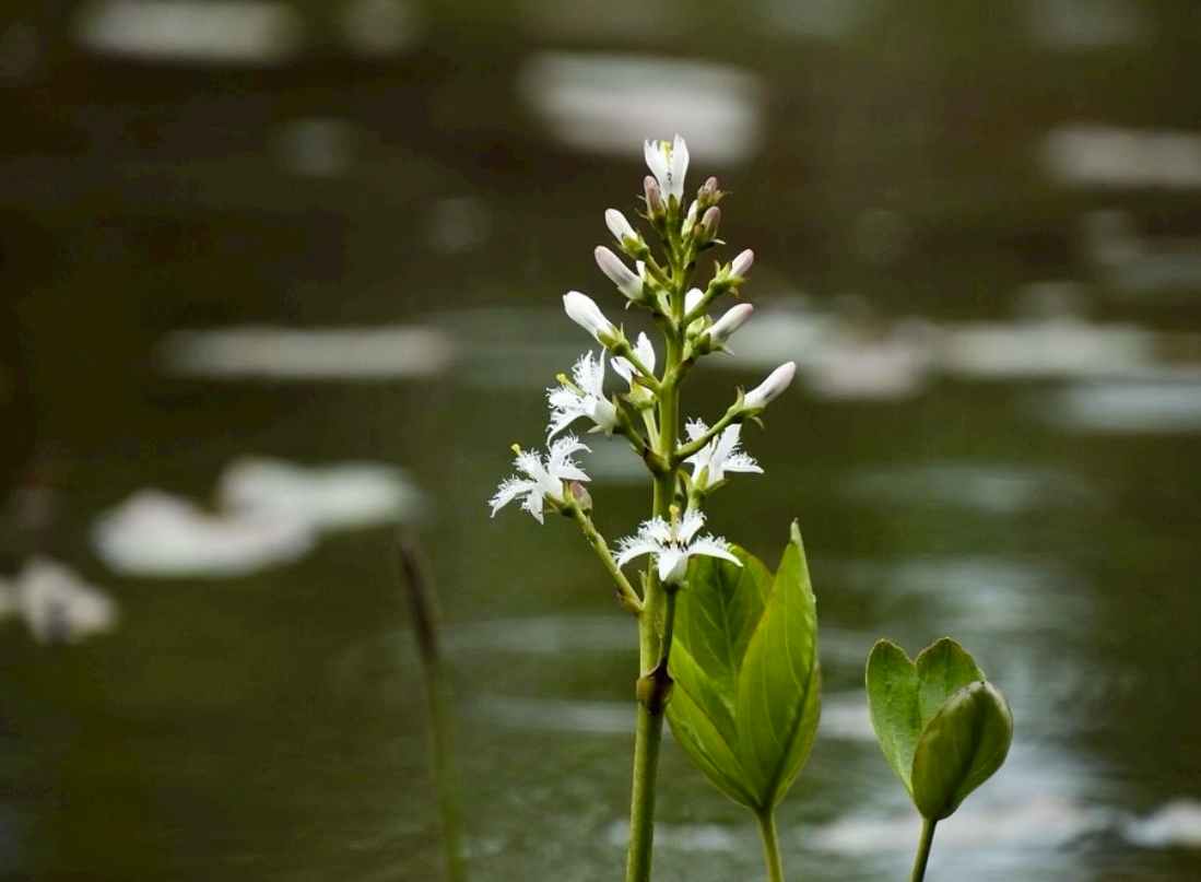 自然探勝コース花情報