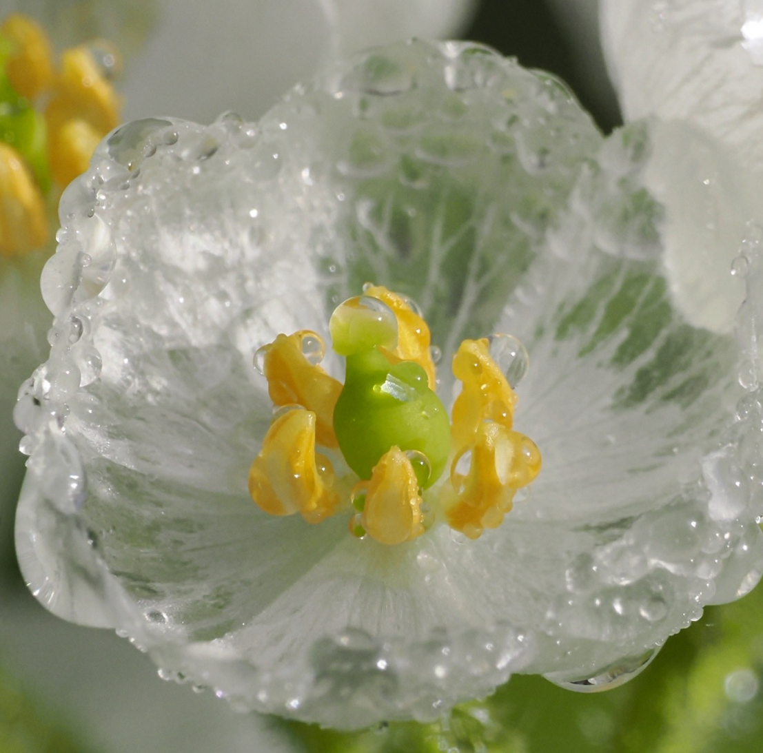 一の瀬シナノキコース