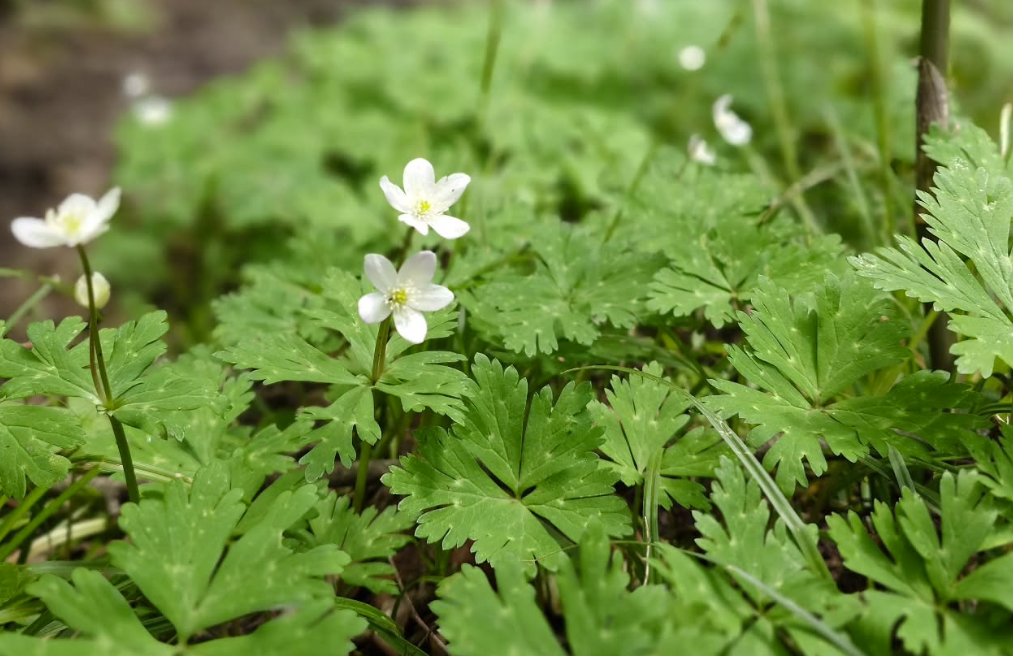 大倉新道コース